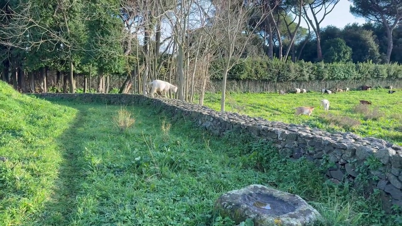Prato rurale panoramico con capre al pascolo, muro a secco e vegetazione verde lussureggiante in un tranquillo paesaggio di campagna sotto la luce naturale del sole.