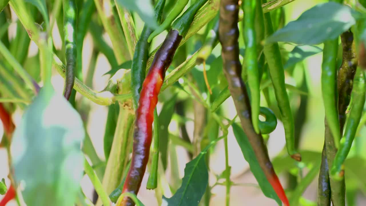 This is a static video of Cayenne peppers in a garden, blowing in the wind