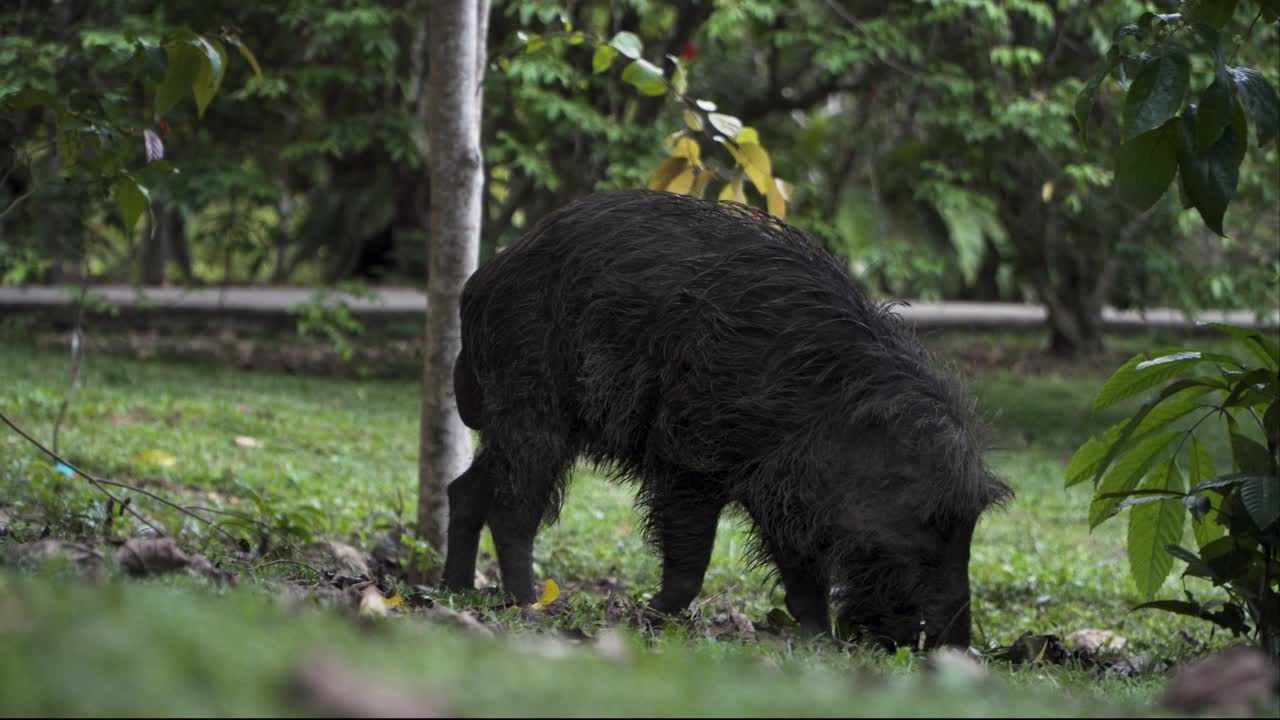 Cinghiale in cerca di cibo a Pulau Ubin, Singapore - primo piano.