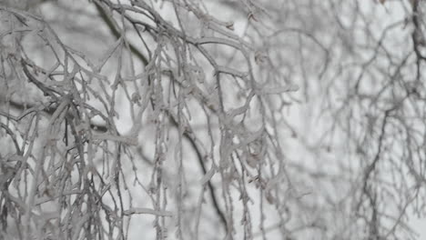 frozen tree branches sway in the wind in winter