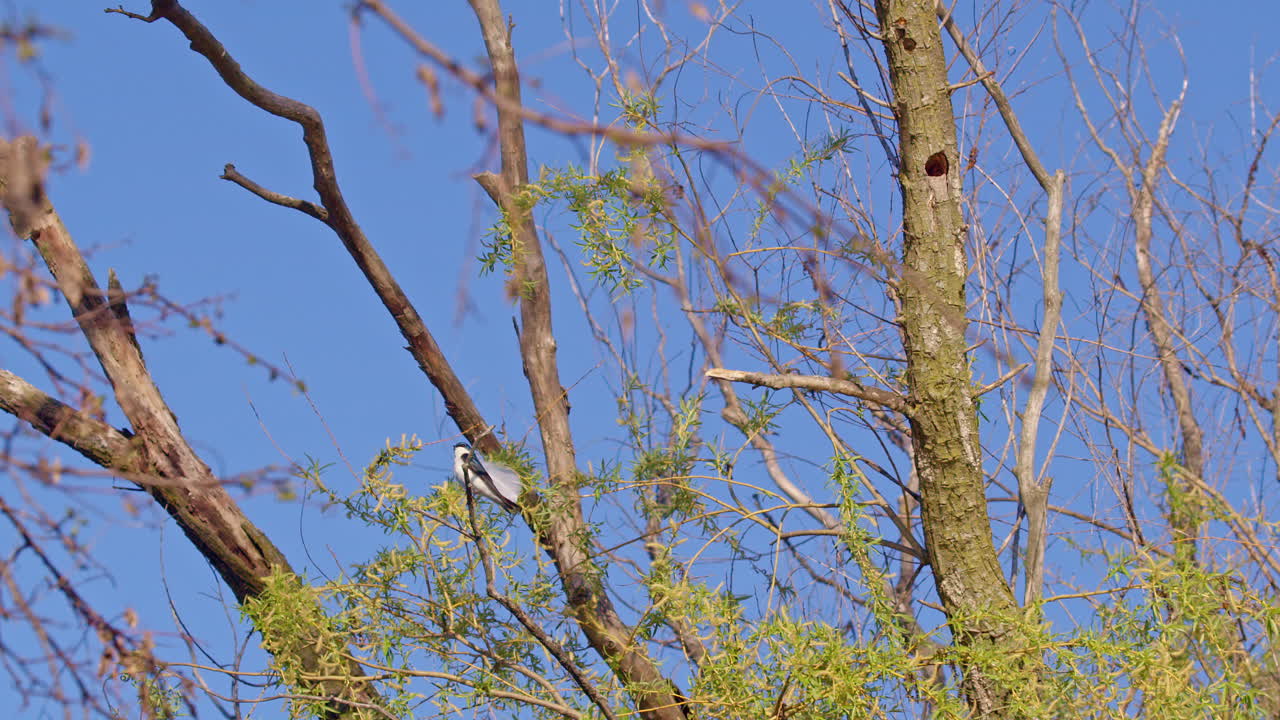 Slow motion shows a purple martin methodically pushing nesting into a tree cavity.