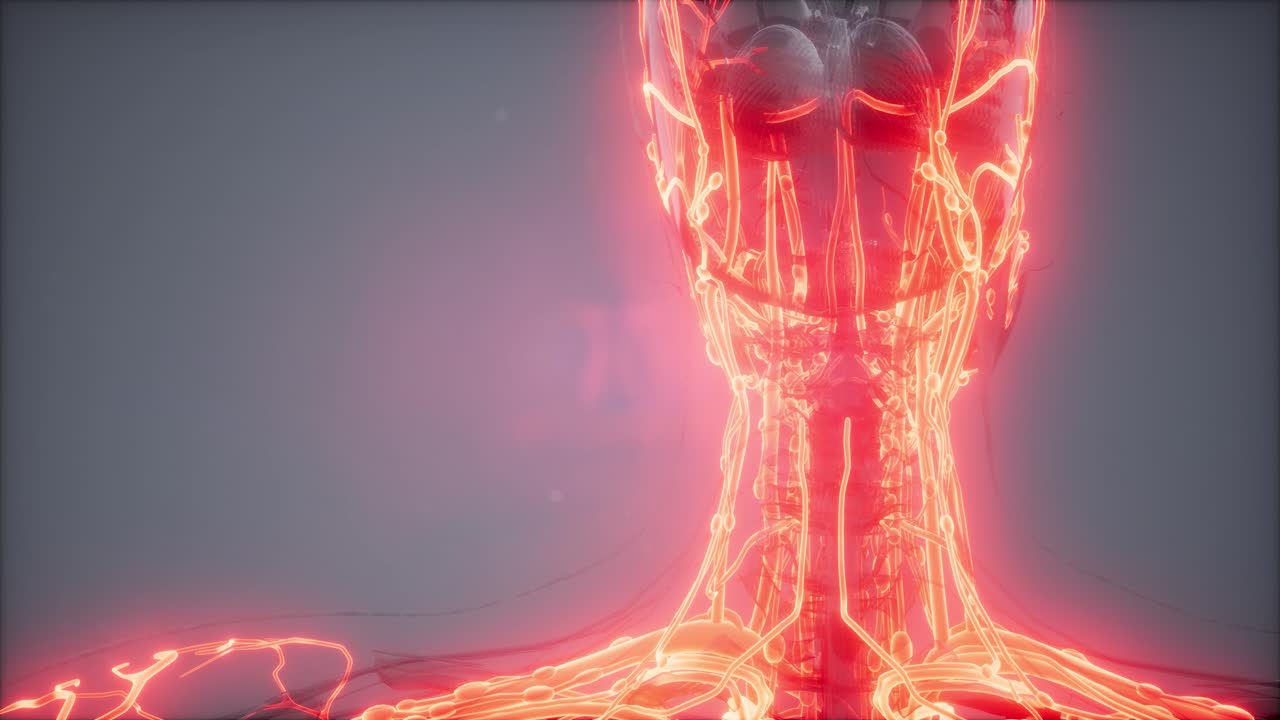 vasos sanguíneos del cuerpo humano