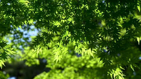 un árbol verde bellamente sombreado que se agita lentamente contra el fondo verde