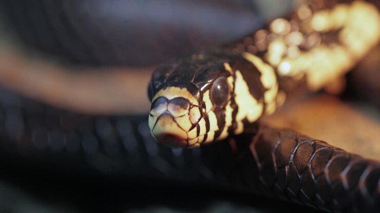 Spilotes pullatus, commonly known as the caninana,chicken snake,yellow rat snake, or serpiente tigre, is a species of large nonvenomous colubrid snake endemic to warmer parts of the Americas.