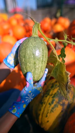 person holding a fresh green squash at a pumpkin farm.