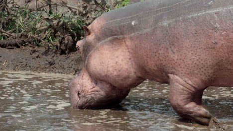 hippopotamus walking through knee-deep muddy water