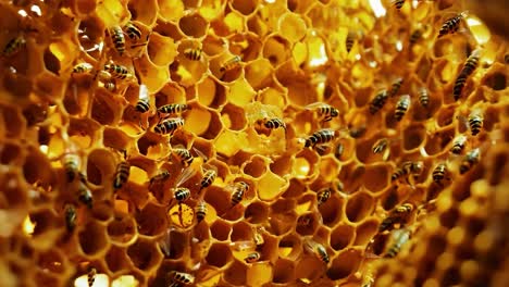 close up of bees in honeycomb