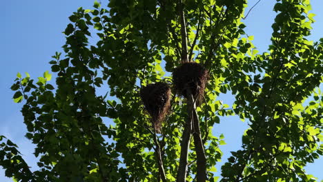 Bird's Nest in a Tree