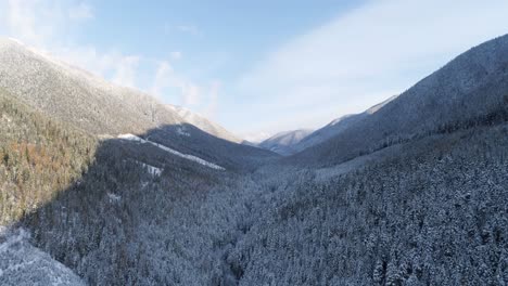 pine forest on the mountain slopes 4k