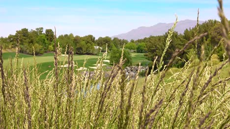 HD-Hand-across-the-tall-grass-with-standard-color