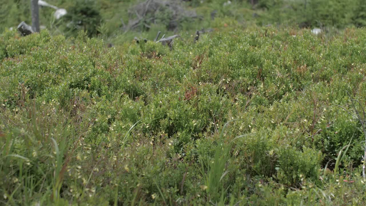 cubierta forestal meciéndose suavemente con el viento
