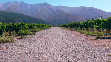 Dolly-Aufnahme-Entlang-Eines-Schotterwegs-Mit-Weinbergen-Zwischen-Der-Maipo-Schlucht-In-Chile