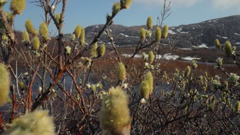 tundra ártica. sauce polar enano ártico (salix polaris), el sauce enano, que se encuentra principalmente en la tundra de la región ártica.