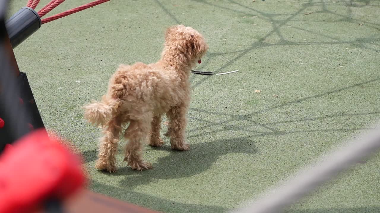 A fluffy poodle standing on a playground