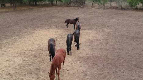 Horses-|-Horse-Racing-|-Race-Horses-|-Stud-Farm-in-India