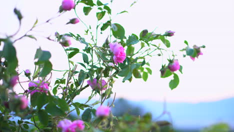 bulgarian pink rose bush in the rose valley in bulgaria