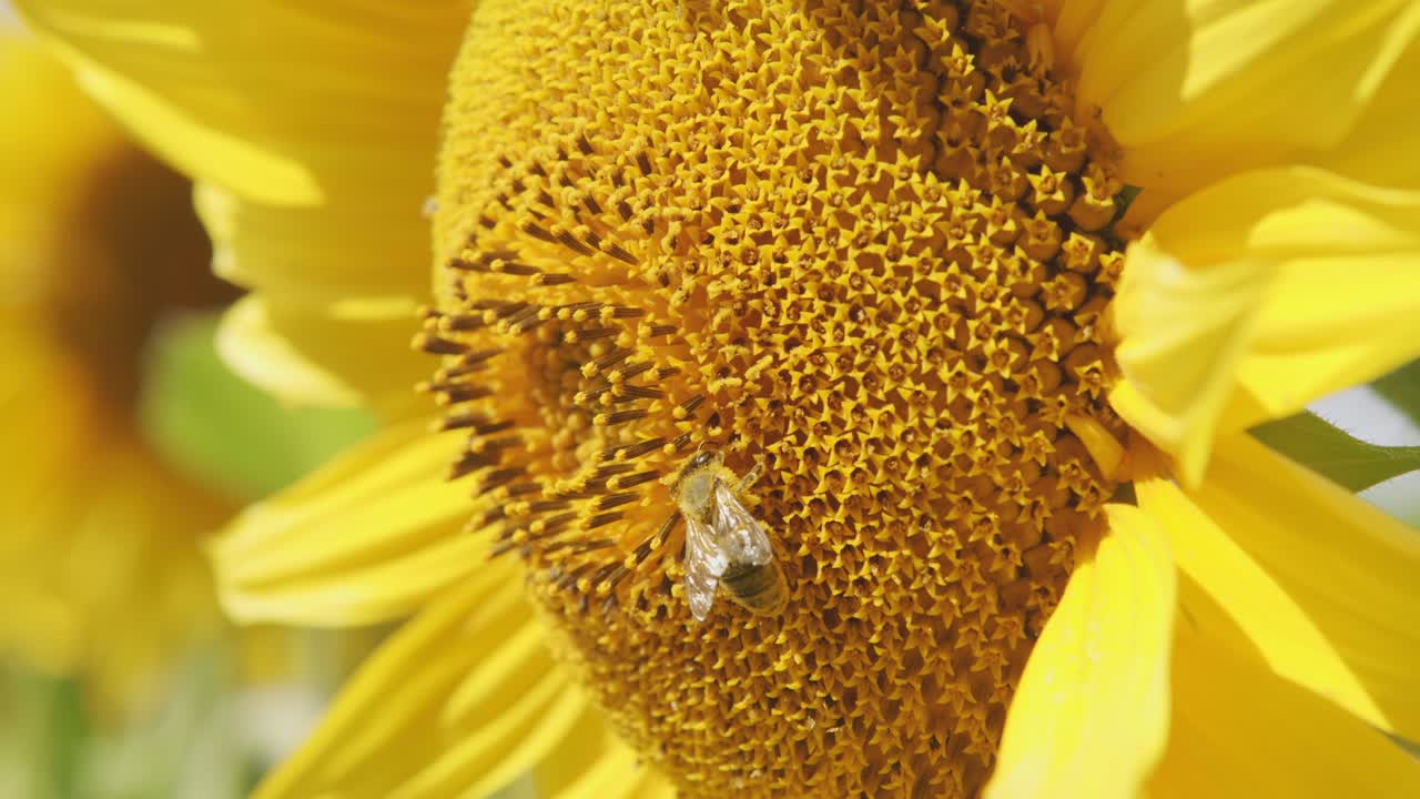 Close up on sunflower and bee. Cultivation of sunflowers.