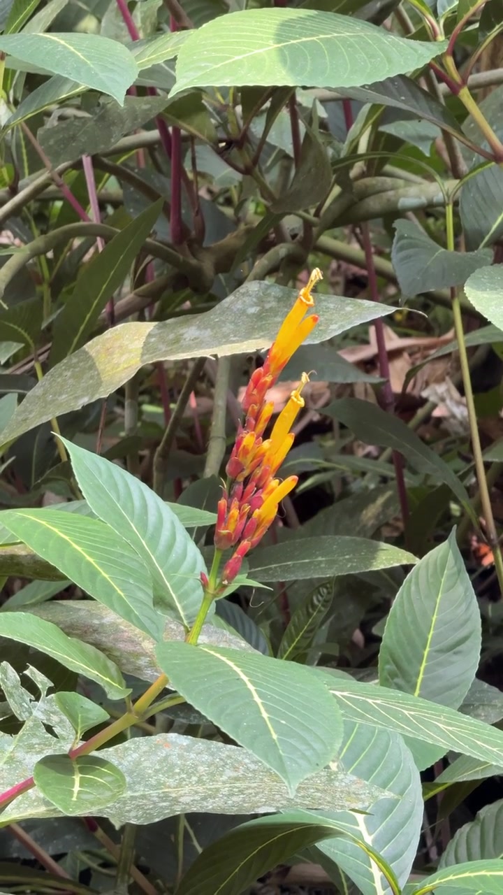 Fiore tropicale vivace giallo e rosso in un rigoglioso giardino verde