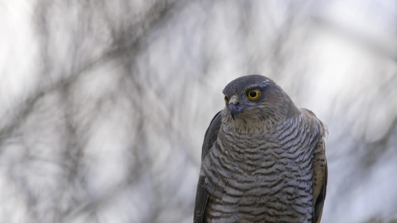 Sparrow Hawk Bird Of Pray Female Close Up Wild Isolated