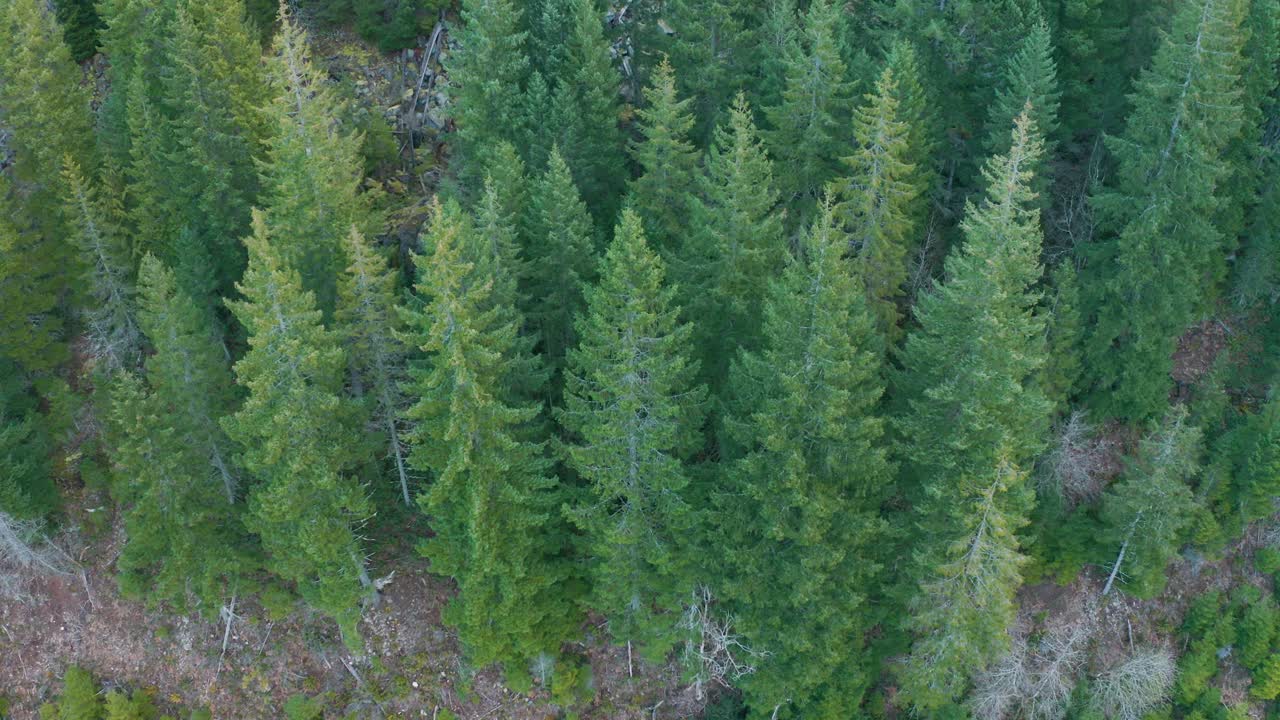 針葉樹林的空中拍攝 慢慢上升