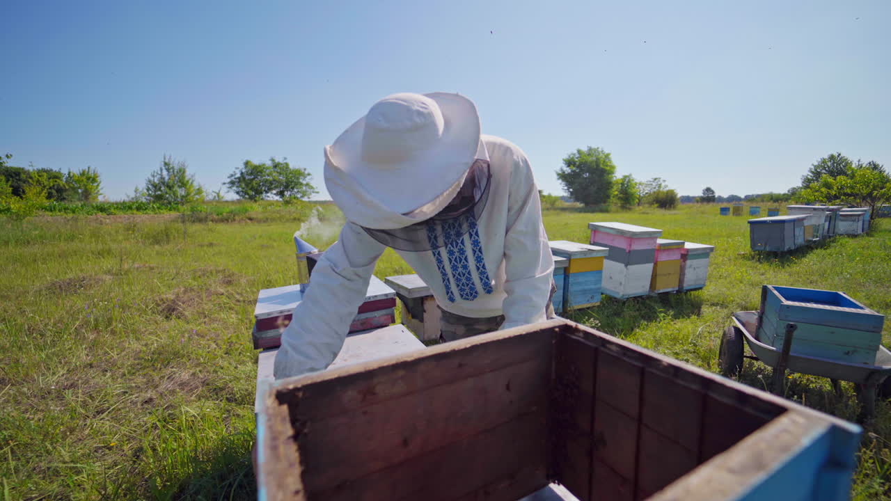 A beekeeper in veil at apiary among hives. Summer, sunny day. Video of working apiarist.