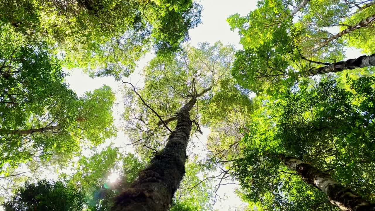 Low angle view of native lush forest, tall trees with sunbeam in Tepuheico park, Chile