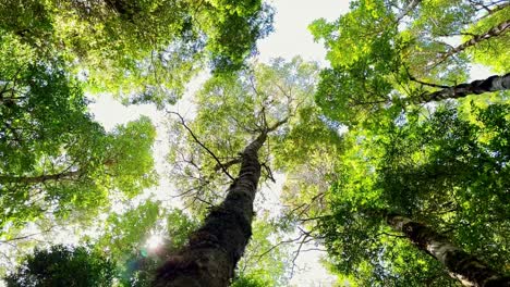 Low-angle-view-of-native-lush-forest,-tall-trees-with-sunbeam-in-Tepuheico-park,-Chile