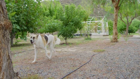 Belgian-Shepherd-Dog,-and-Dalmatian-run-towards-the-camera-in-slow-motion-on-a-farm