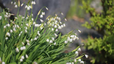 blooming lilies of the valley