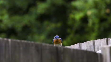 Eastern-bluebird-male-perching-on-a-wooden-fence