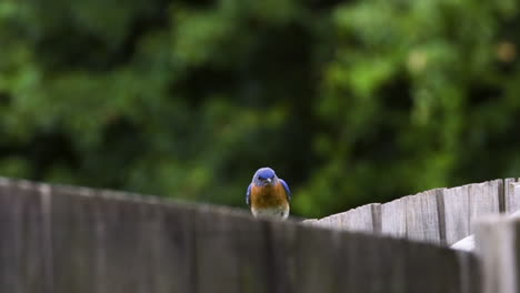 eastern bluebird male perching on a wooden fence
