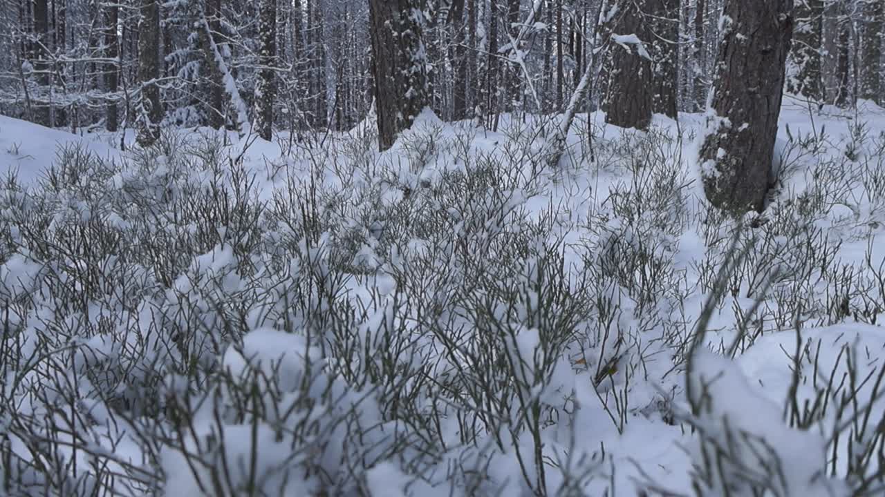 Low angle winter white snow covered forest ground that has small plants covered in white fluffy and thick snow during a cloudy day in the woods with large pine and spruce threes in the background.