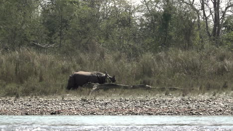 an endangered wild one horned rhinoceros walking along a riverbank in the chitwan national park in the southern region of nepal