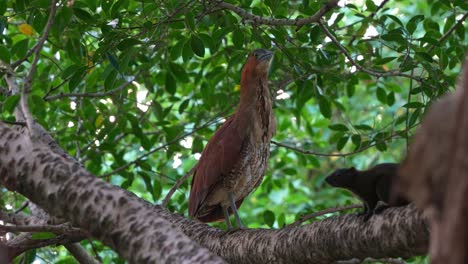 a malayan night heron perched on tree branch, confronted by a red-bellied squirrel, emitted low croaks and guttural sounds, asserting its presence and warning off the intruder