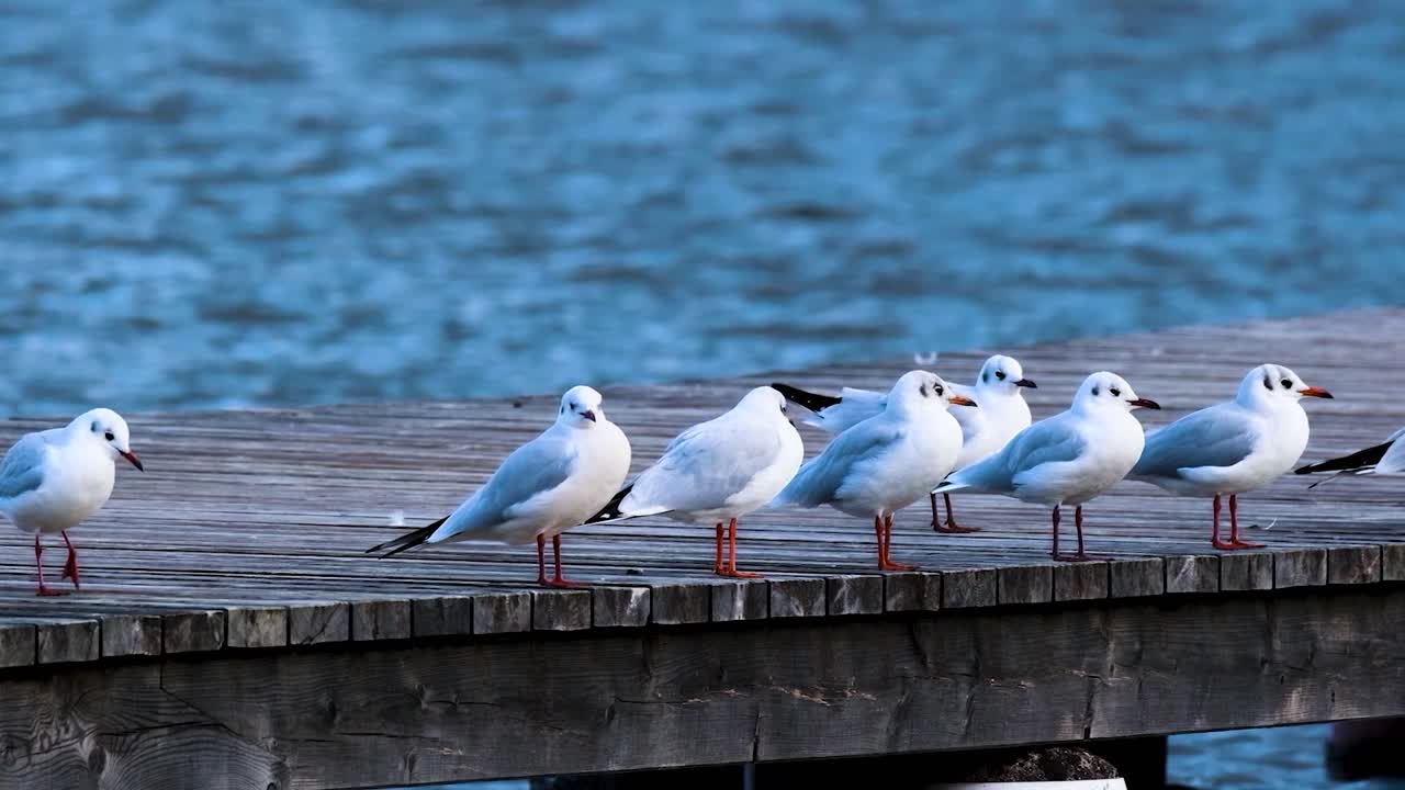Seagulls on a Wooden Dock