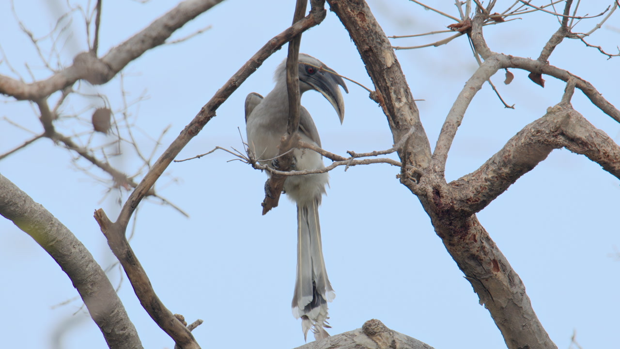 Close up shot of an Indian grey hornbill perched on a dry tree branch in the forest, keoladeo bird sanctuary, India.