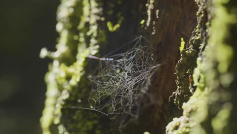 spider web on tree trunk