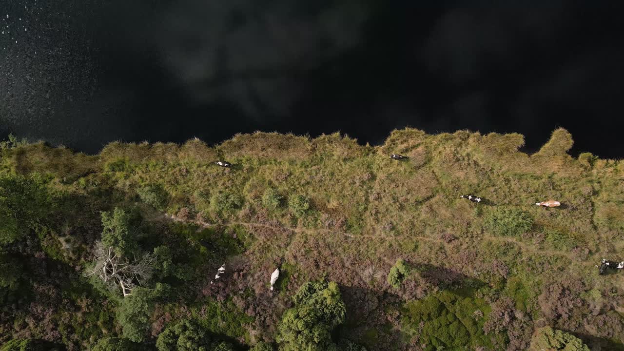 vacas pastando junto a un lago - vista aérea