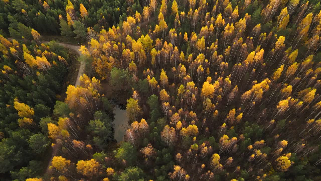 Aerial drone video flying over yellow and green treetops in a forest at marshland bog or wetland area in countryside during dawn or dusk with sun risising or setting on the yellow leaves and road