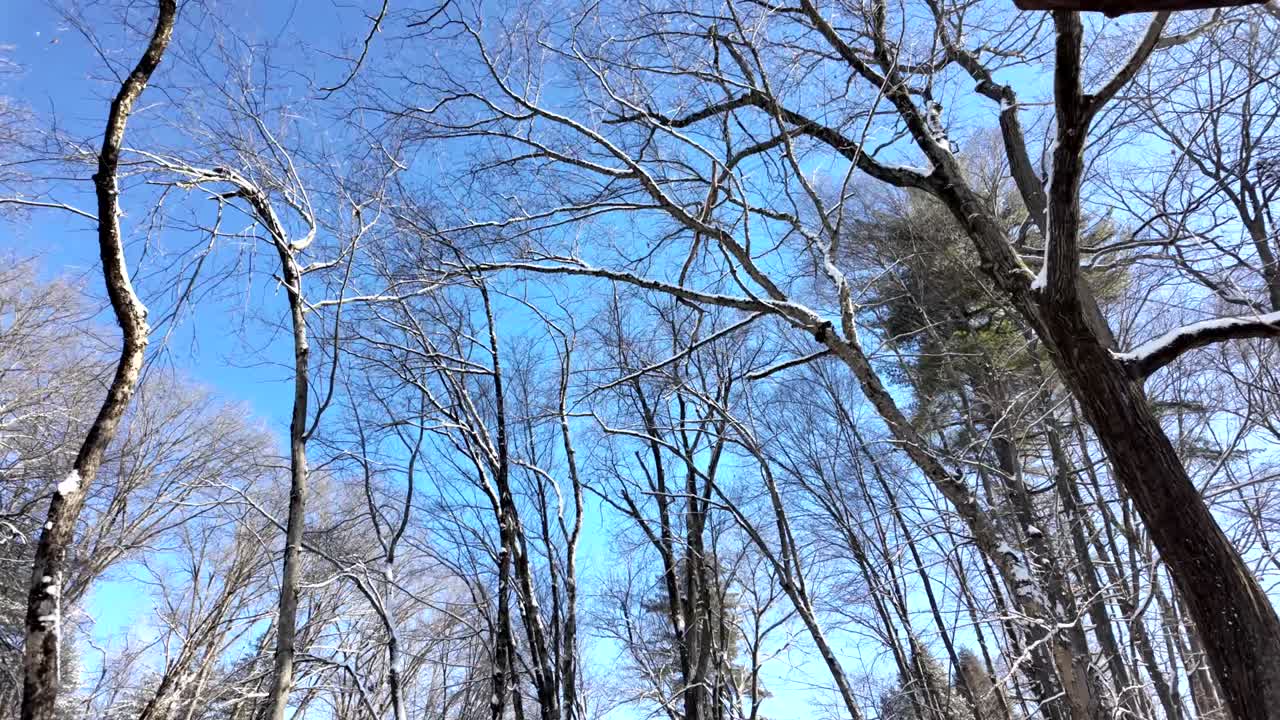 Snow-covered trees in a peaceful winter forest under a bright blue sky, showcasing the serene beauty of nature during the winter season