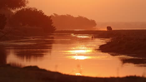 stunning wide shot during sunset of two african elephants' silhouettes feeding along the river, mana pools.