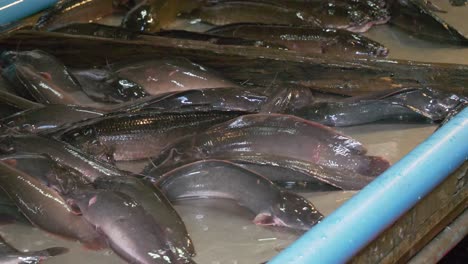 live catfish swmming and northern snakehead on counter at asian thailand fish market street for sale