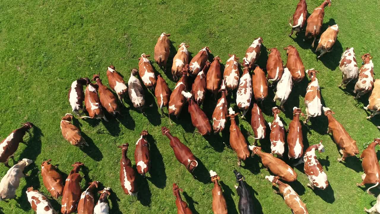 vista aérea de arriba hacia abajo de un prado con un rebaño de vacas