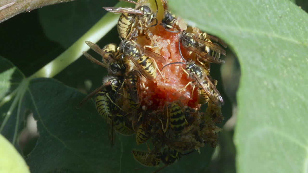 Swarm of Wasps feeding on overripe fig fruit.