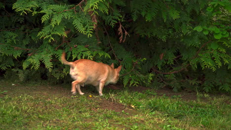 Small-chihuahua-dog-sniffing-through-the-grass-and-tree-branches