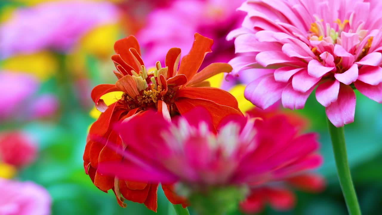 flores de zinnia coloridas en un jardín exuberante