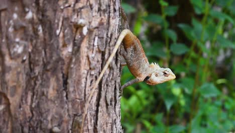 Male-oriental-garden-lizard-on-a-tree-in-the-tropical-country-Sri-Lanka