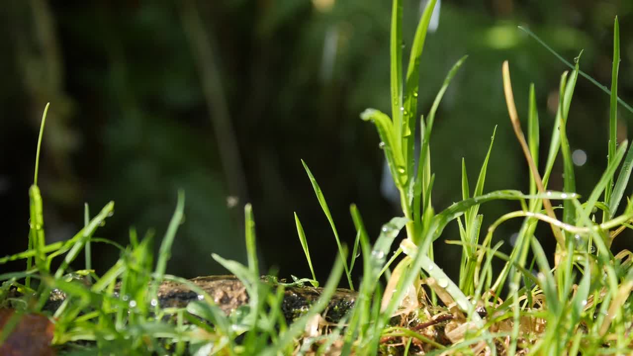 Leaves and flowing water in the nature, green and hot colors, shoot with Lumix gh5 4k