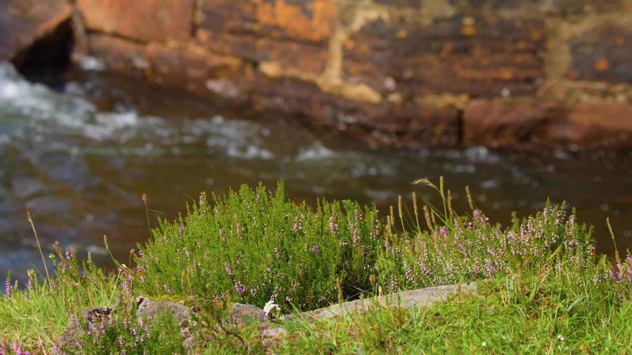 Camera pans across blooming heather and flowing stream in bright daylight on Scottish moorland