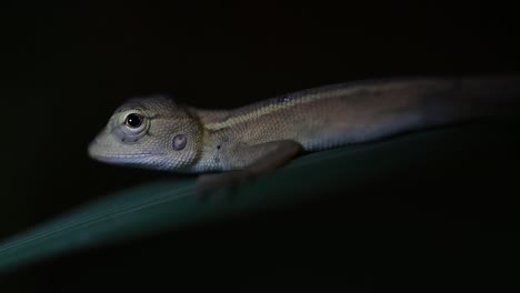 The-Oriental-Garden-Lizard-is-also-called-the-Eastern-Garden-Lizard,-Bloodsucker-and-Changeable-Lizard